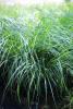 Ierburi graminee miscanthus sinensis zebrinus