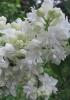 Liliac alb, parfumat cu flori duble, syringa vulgaris mme lemoine
