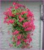 Plante de balcon muscate curgatoare rosii cu floare simpla Pelargonium peltatum Cascade ghiveci 12cm