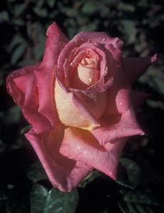 Trandafiri Cliche (radacini nude)