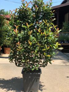 Arbusti evergreen PHOTINIA FRASERII Carre Rouge, ESPALIER, inaltime 90 cm