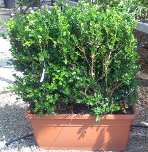 Arbusti forme tunse pentru gard viu / BUXUS SEMPERVIRENS (2 buc/jardiniera)