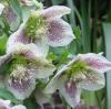 Flori de gradina  pereneHELLEBORUS ORIENTALIS la ghiv de 1 litru