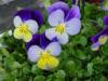 Flori de gradina bienale viola mini / panselute