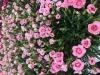 Flori de gradina perene garofite/ dianthus diantica ciclam  ghiv 12 cm
