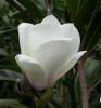 Magnolia soulangeana lennei alba ghiveci 7 litri, h=80-100 cm