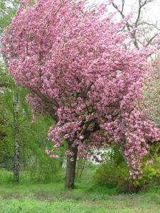 Arbori foiosi PRUNUS SERRULATA KANZAN / CIRES JAPONEZ 12/14 circumf. trunchi (70 litri)