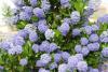Arbust cu flori albastre de gradina ceanothus thyrsiflorus bluela
