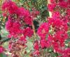 Lagerstroemia indica Red Imperator, C3, 30-40cm