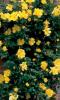 Trandafiri agatatori urcatori de gradina Golden Showers, planta formata cu radacina la ghiveci de 3,5 l