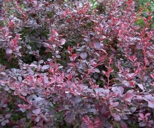 Arbusti cu frunze rosii pentru garduri vii BERBERIS la ghiveci 5-7 litri, h=80cm.