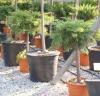 Arbusti rasinosi forma altoita juniperus sab. `tamariscifolia`ghiveci