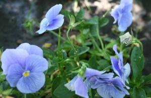 Flori de gradina bienale Viola mini / Panselute miniaturale. Flori la ghivece de 9 cm.