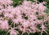 Flori de gradina perene astilbe x