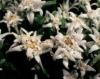Flori de gradina perene floare de colt / leontopodium