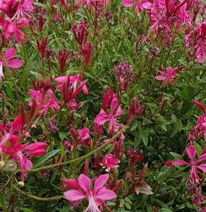 Flori de gradina perene Gaura lindheimeri Buterflay ROSE