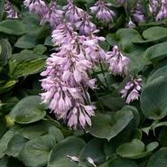 Hosta (Crinul de toamna)/ BLUE  in ghiveci de3 litri