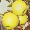Meri soiul golden delicios. puieti pomi fructiferi