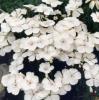 Flori de gradina perene dianthus	gratianopolitanus la blanche