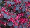 Loropetalum chinensis Black Pearl C3