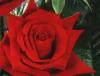 Trandafiri de gradina red berlin, planta ramificata