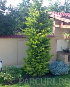 Arbori rasinosi CUPRESOCYPARIS LEYLANDII `GOLD RIDER`ghiveci 70-90 litri, h=300-350 cm pt gard viu