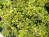 Arbust frunze persistente euonymus emerald gold, h=10-15