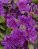 Arbusti cu flori azalea japonica geisha purple, h=30