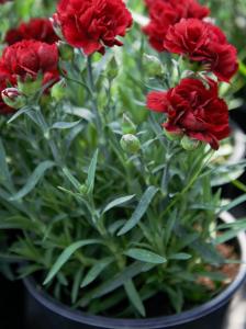 Flori de gradina perene Dianthus bordo   garofite   ghiv 14 cm