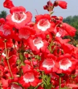 Flori de gradina perene PENSTEMON / PENSTEMON HARTWEGII RUBYCUNDA