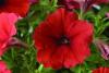 Petunia hybrida grandiflora red improved/