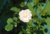 Plante urcatoare trandafir catarator alb h=2m, clt 3