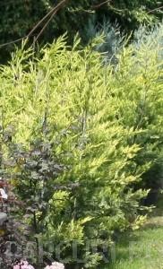 Arbori rasinosi CUPRESOCYPARIS LEYLANDII`GOLD RIDER`ghiveci 18 litri, h=125-150 cm pt gard viu