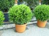 Arbusti forme tunse bila / buxus