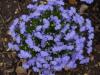 Flori de gradina anuale lobelia erinus / lobelia flori in ghiveci de 9