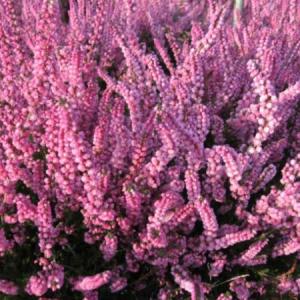 Flori perene `Calluna vulgaris mix`