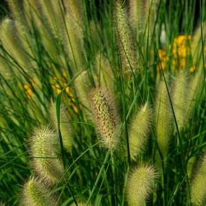 Ierburi graminee Pennisetum alopecuroides