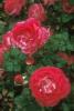 Trandafiri Baronne Edmund de Rothschild(radacini nude)