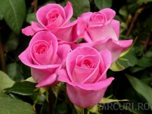 Trandafiri de gradina cu radacina Guiniver