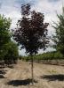 Arbori foiosi ACER PLATANOIDES `CRIMSON KING`10/12circumf. trunchi (90 litri)