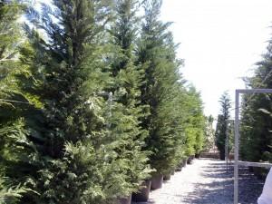 Arbori rasinosi CUPRESSOCYPARIS LEYLANDII 450-500 cm