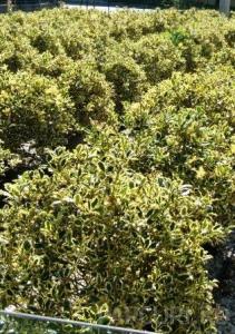 Arbust frunze persistente ILEX AQUIFOLIUM ARGENTEOMARGINATA ghiveci 18 litri, h=40-50cm