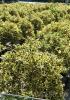 Arbust frunze persistente ilex aquifolium