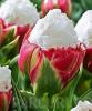 Bulbi de lalele Duble tarzii, Ice Cream , flori duble, rosu la baza si alb in varf