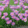 Flori de gradina  perene Aster alpinus `Happy End`