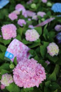 Flori perene Hortensia / `HYDRANGEA MACROPHYLLA Endless Summer  Pink ` h=35-40 cm , ghiveci 5 litri