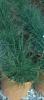 Ierburi graminee pennisetum alopecuroides'hameln'