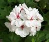 Plante de balcon muscate curgatoare cu floare dubla  (Pelargonium peltatum alb Royal Ice)