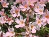 Plante de balcon nerium oleander albicoca semplice