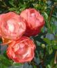 Trandafiri pitici de gradina m. morsdag orange, planta formata cu